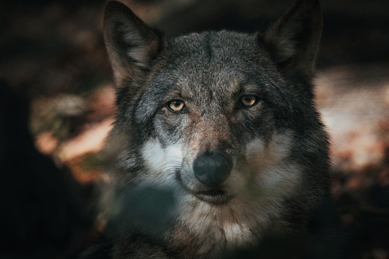 Portrait d'un loup au regard direct, fond de forêt sombre