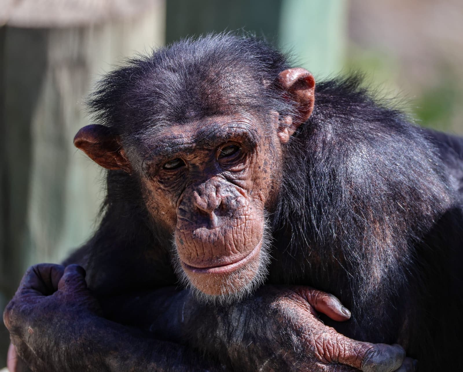 Chimpanzé au regard direct et pensif, menton posé sur la main
