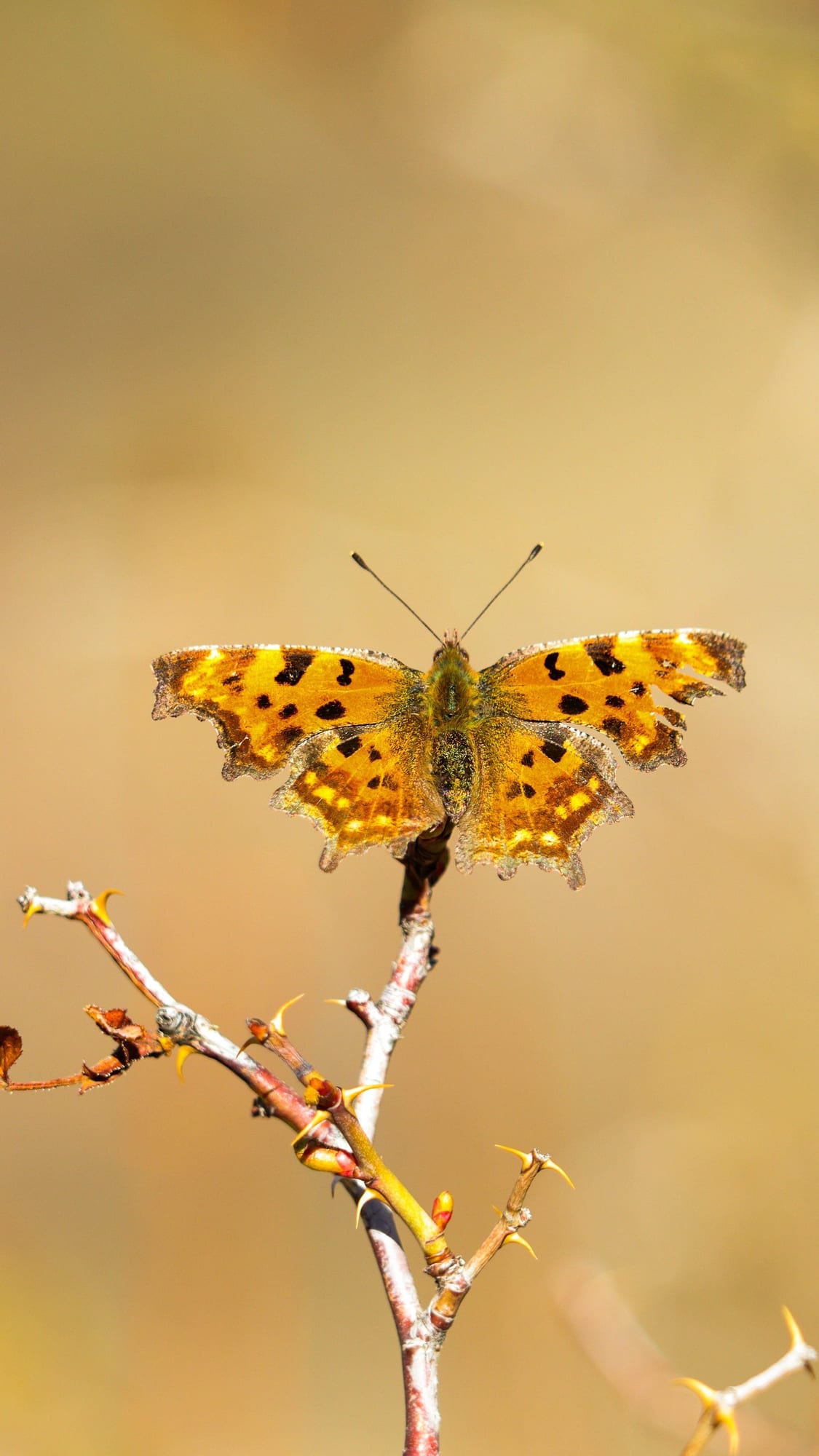 Papillon Robert-le-diable aux ailes déchiquetées orange et noir, posé sur une branche épineuse