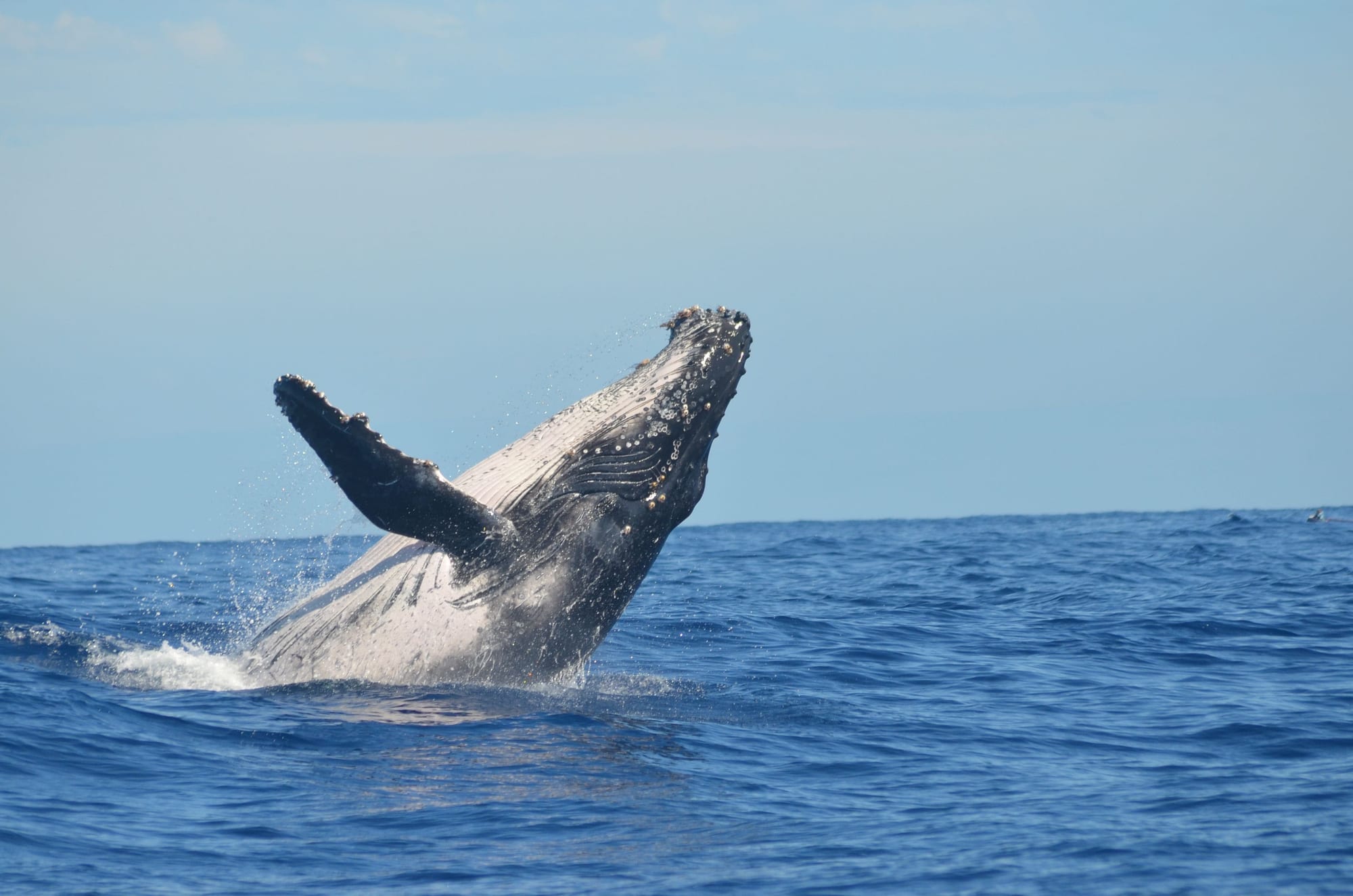 Baleine à bosse jaillissant hors de l'eau, en plein saut