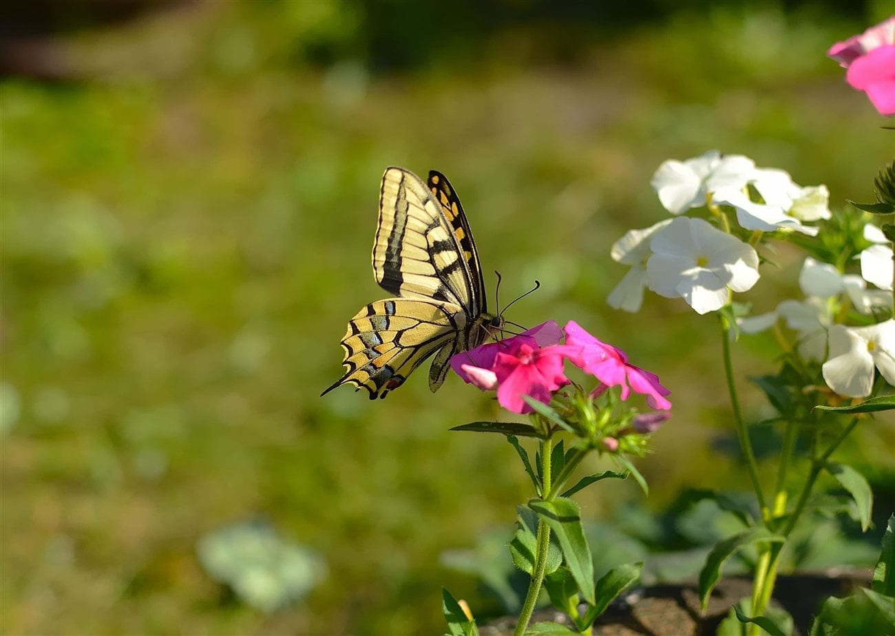 Papillon machaon butinant une fleur de phlox