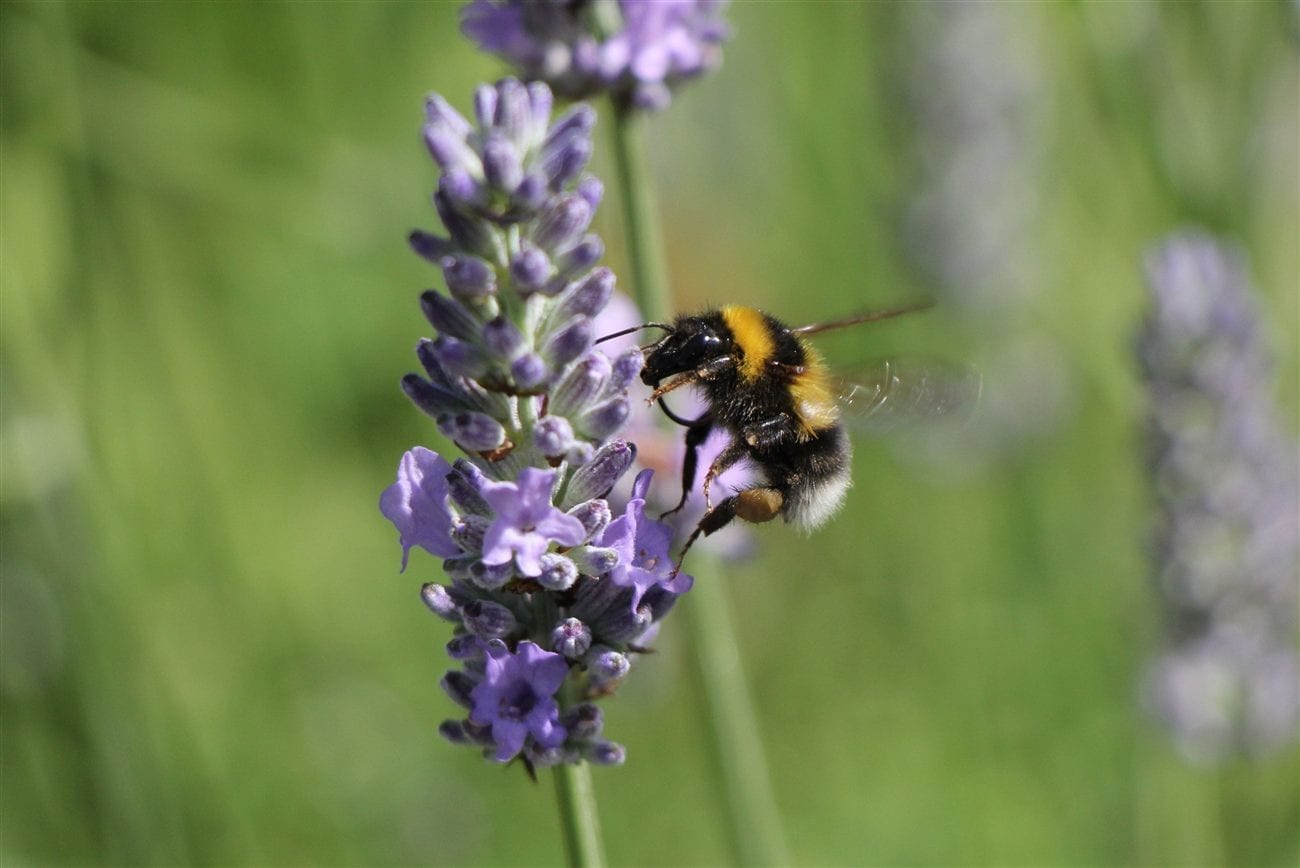 Bourdon en plein vol récoltant le pollen d'un épi de lavande