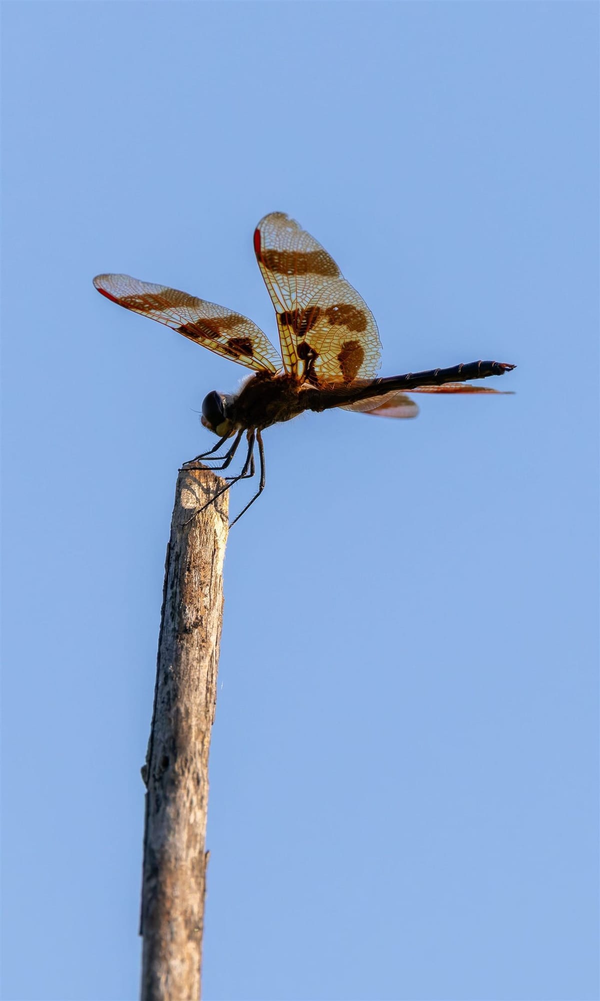 Libellule posée au sommet d'une branche, sur fond de ciel bleu