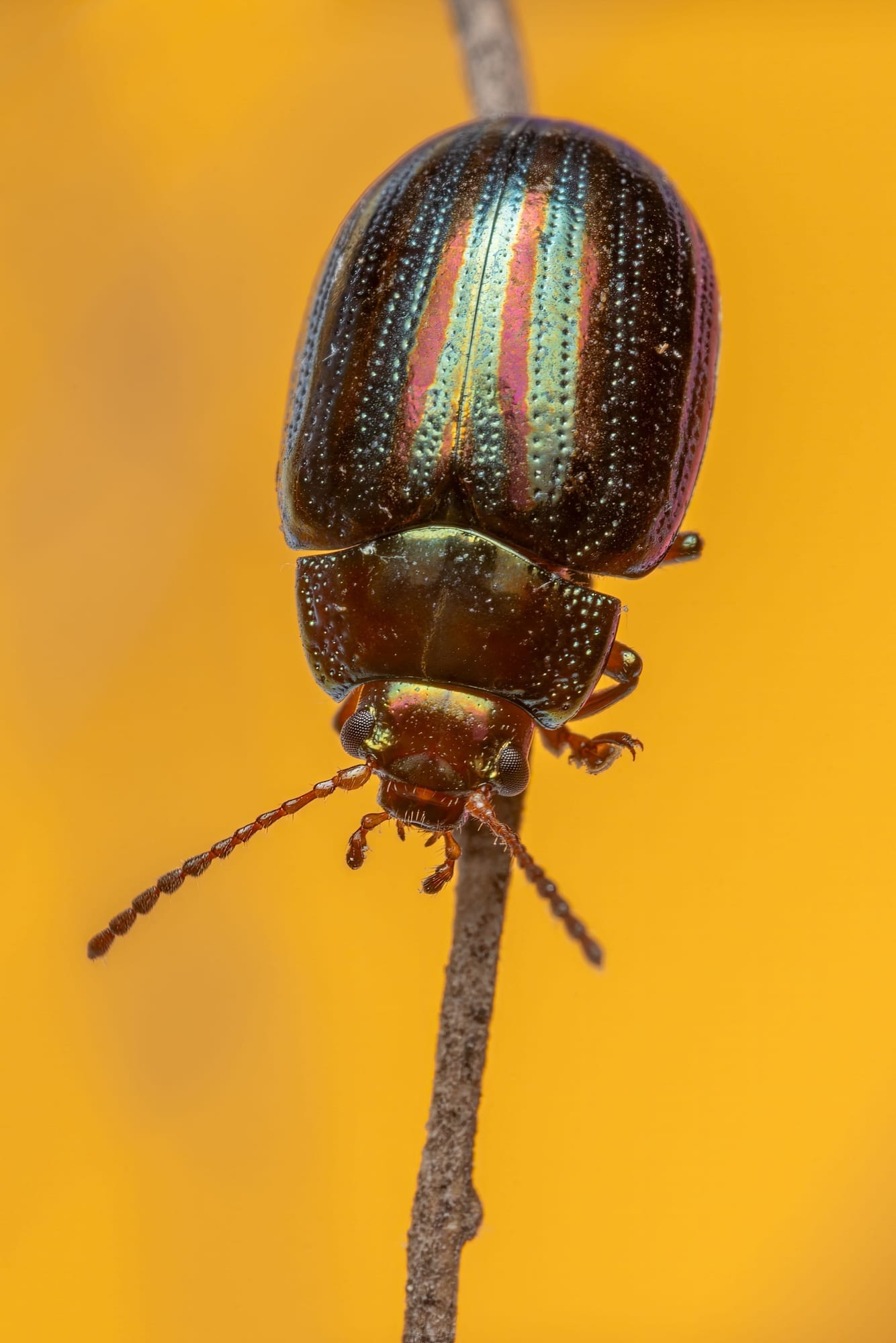 Scarabée aux élytres irisées multicolores, posé sur une brindille sur fond orange vif