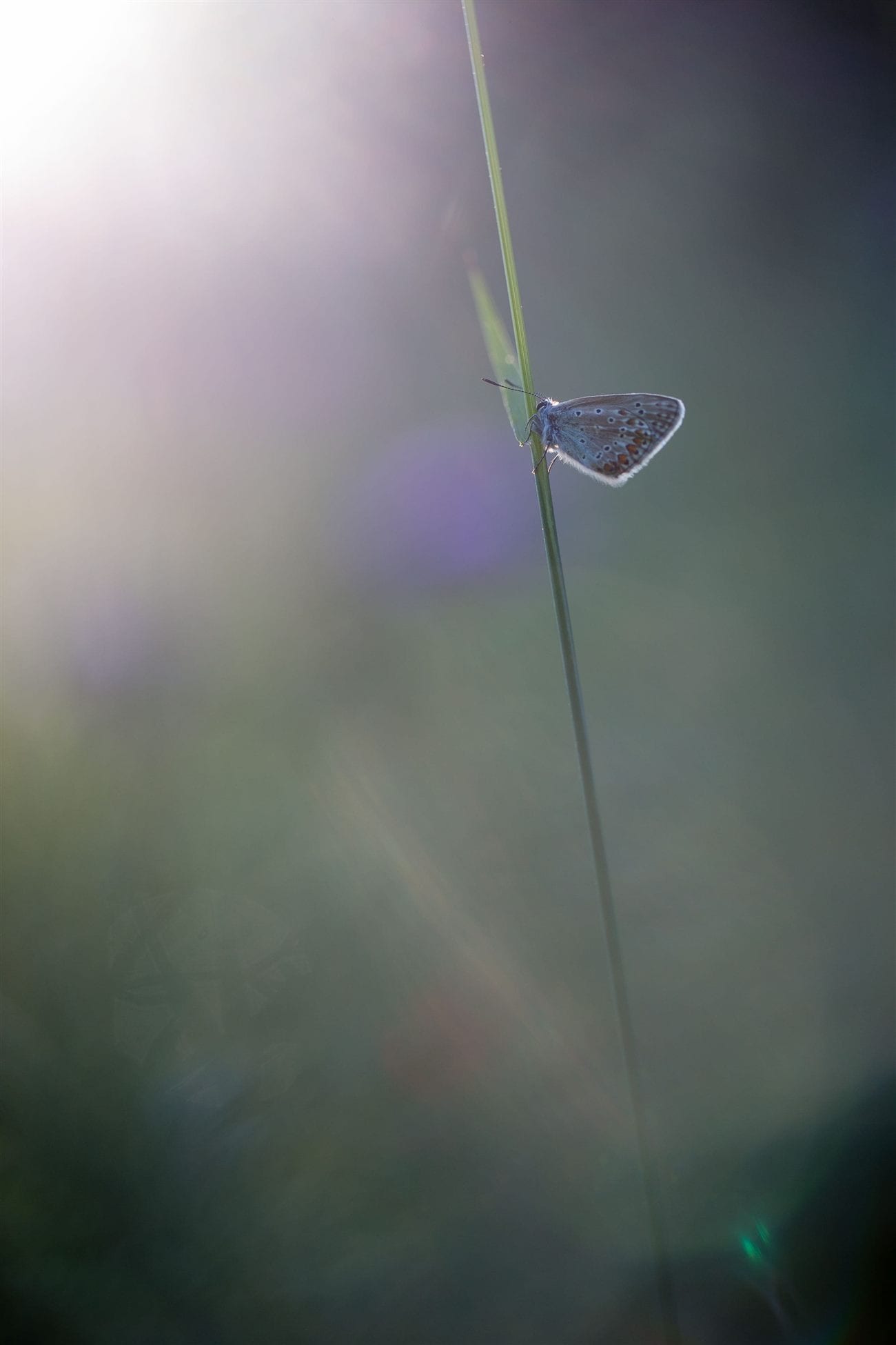 Papillon bleu posé sur un brin d'herbe, à contre-jour