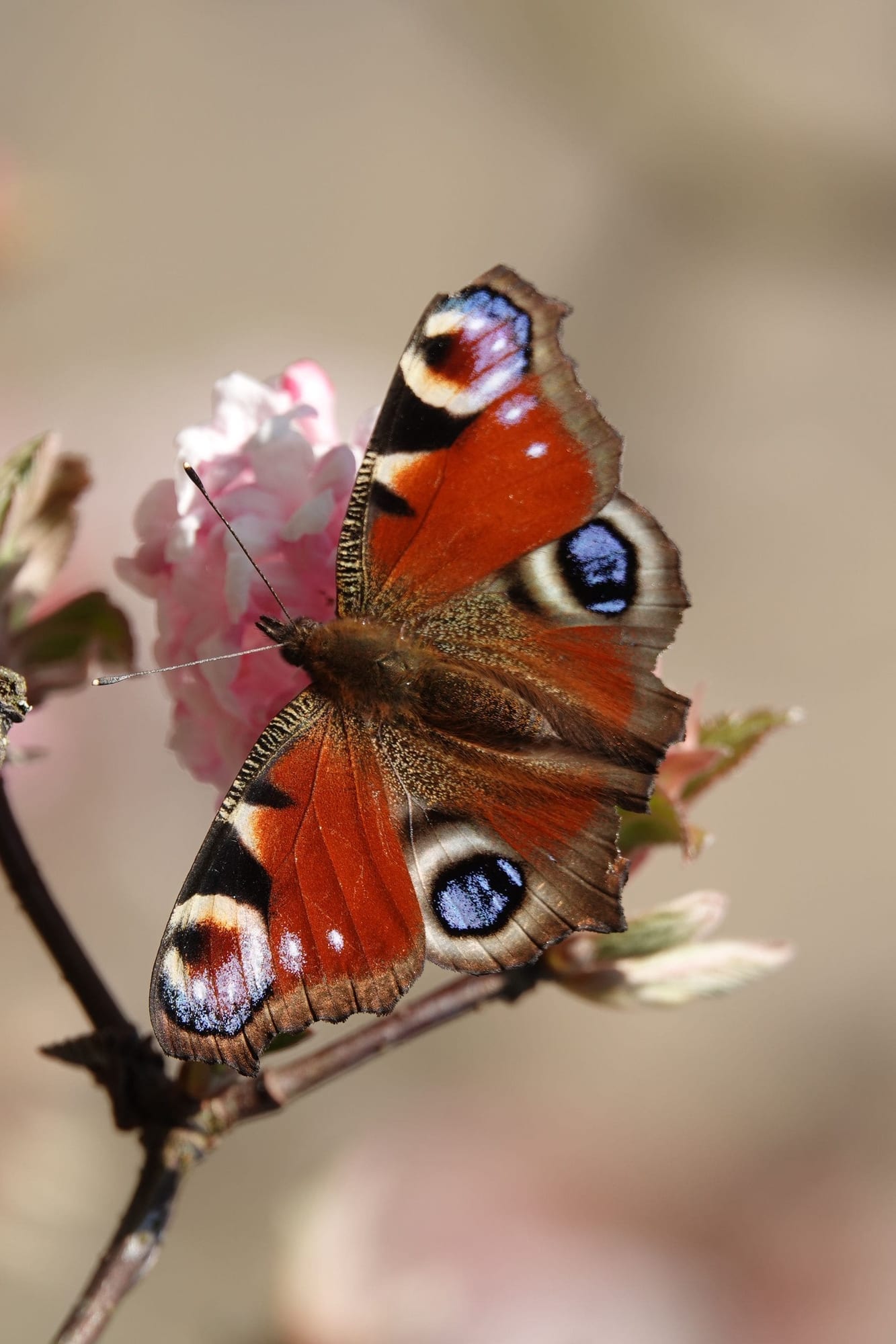 Paon-du-jour aux ailes orange et ocelles bleus, posé sur une branche de fleurs roses