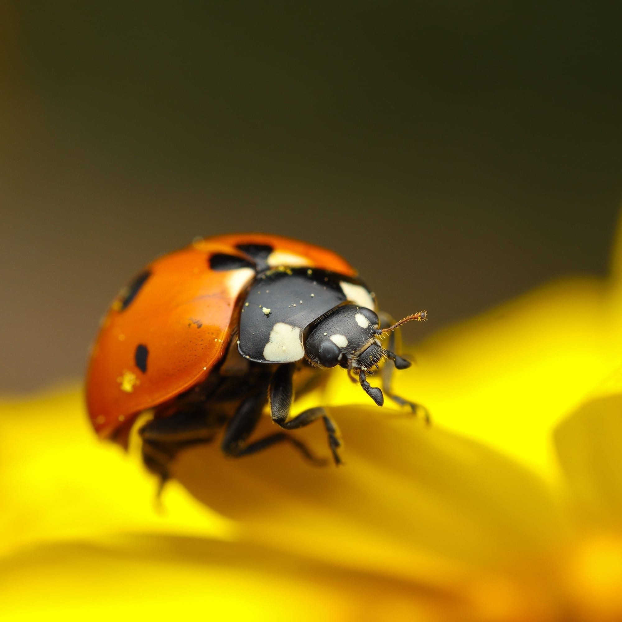 Coccinelle orange aux points noirs, posée sur un pétale de fleur jaune