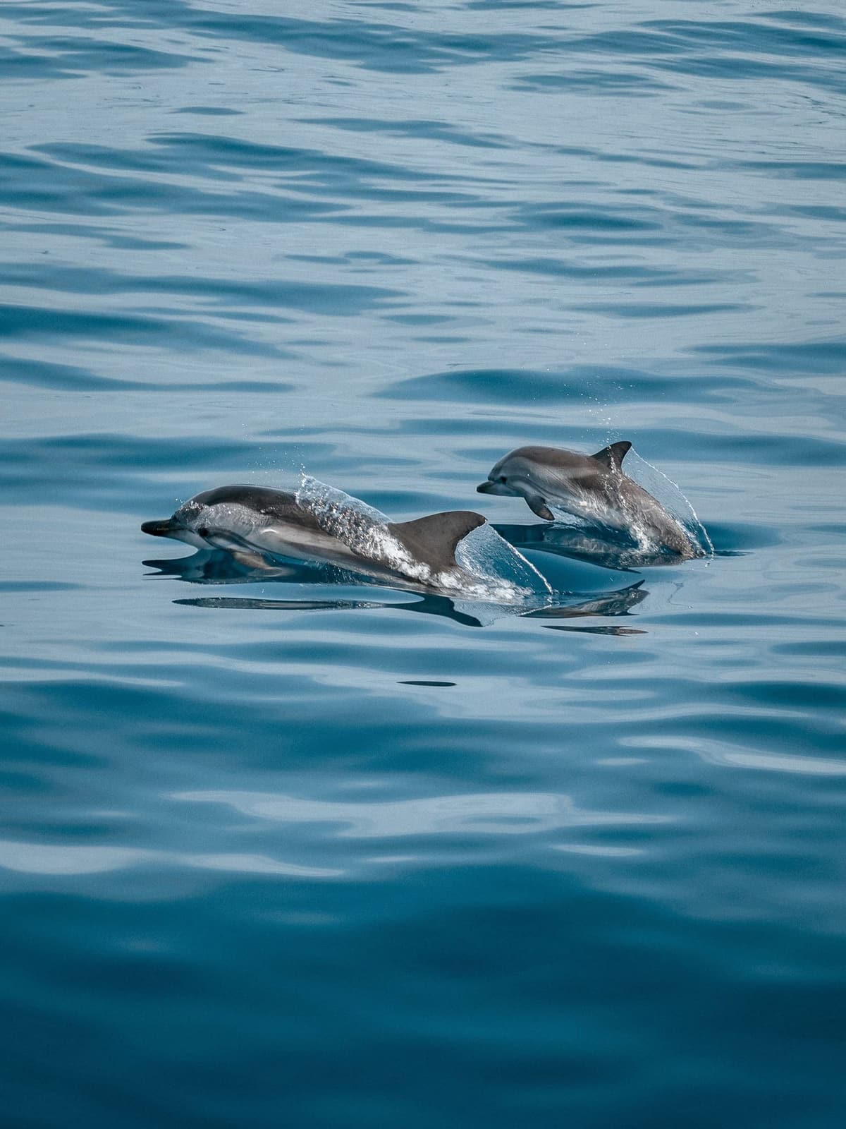 Deux dauphins nageant côte à côte à la surface de l'eau