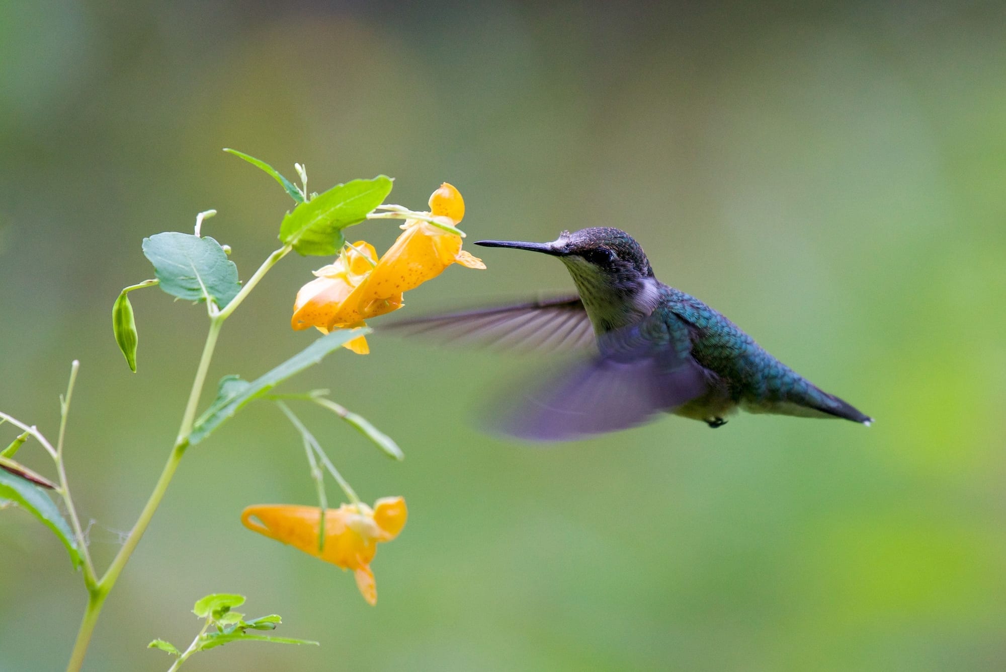 Colibri en plein vol butinant une fleur orange