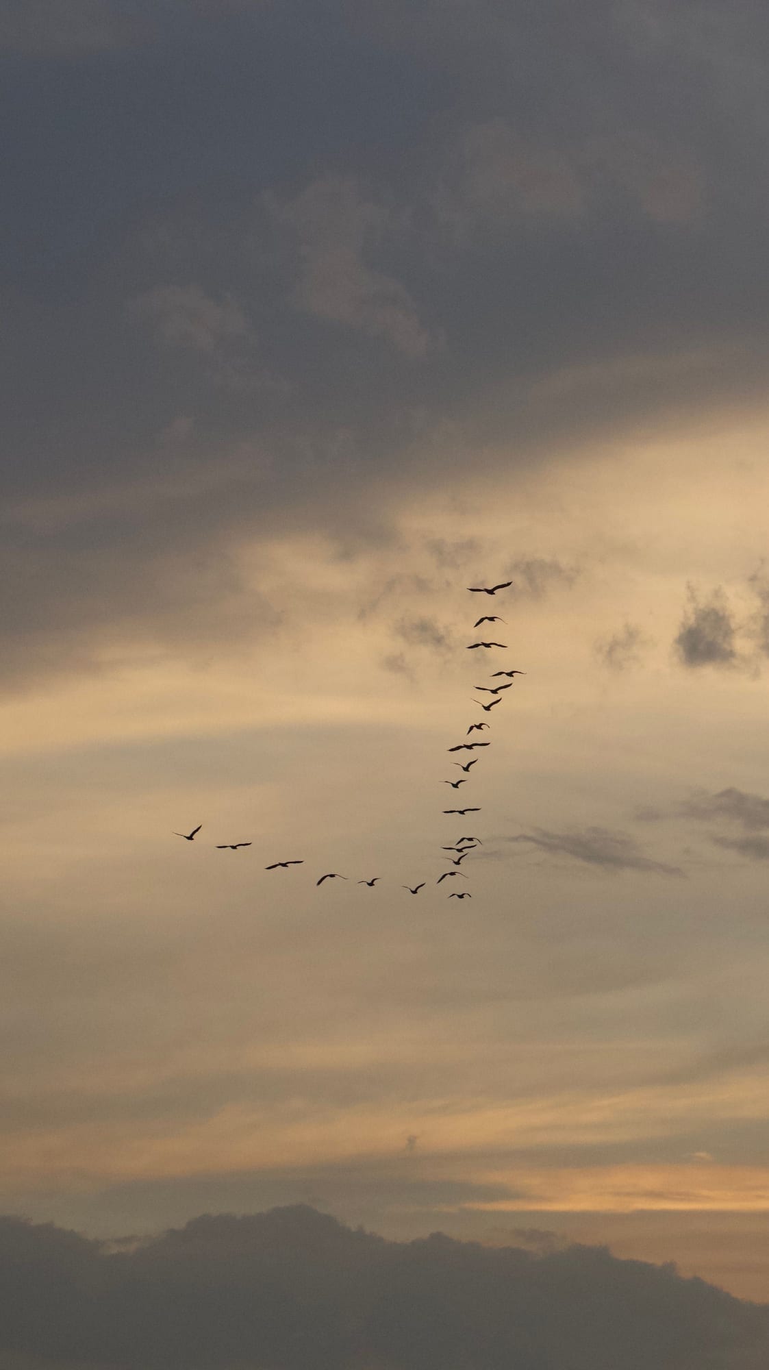 Volée d'oiseaux migrateurs en formation dans un ciel crépusculaire