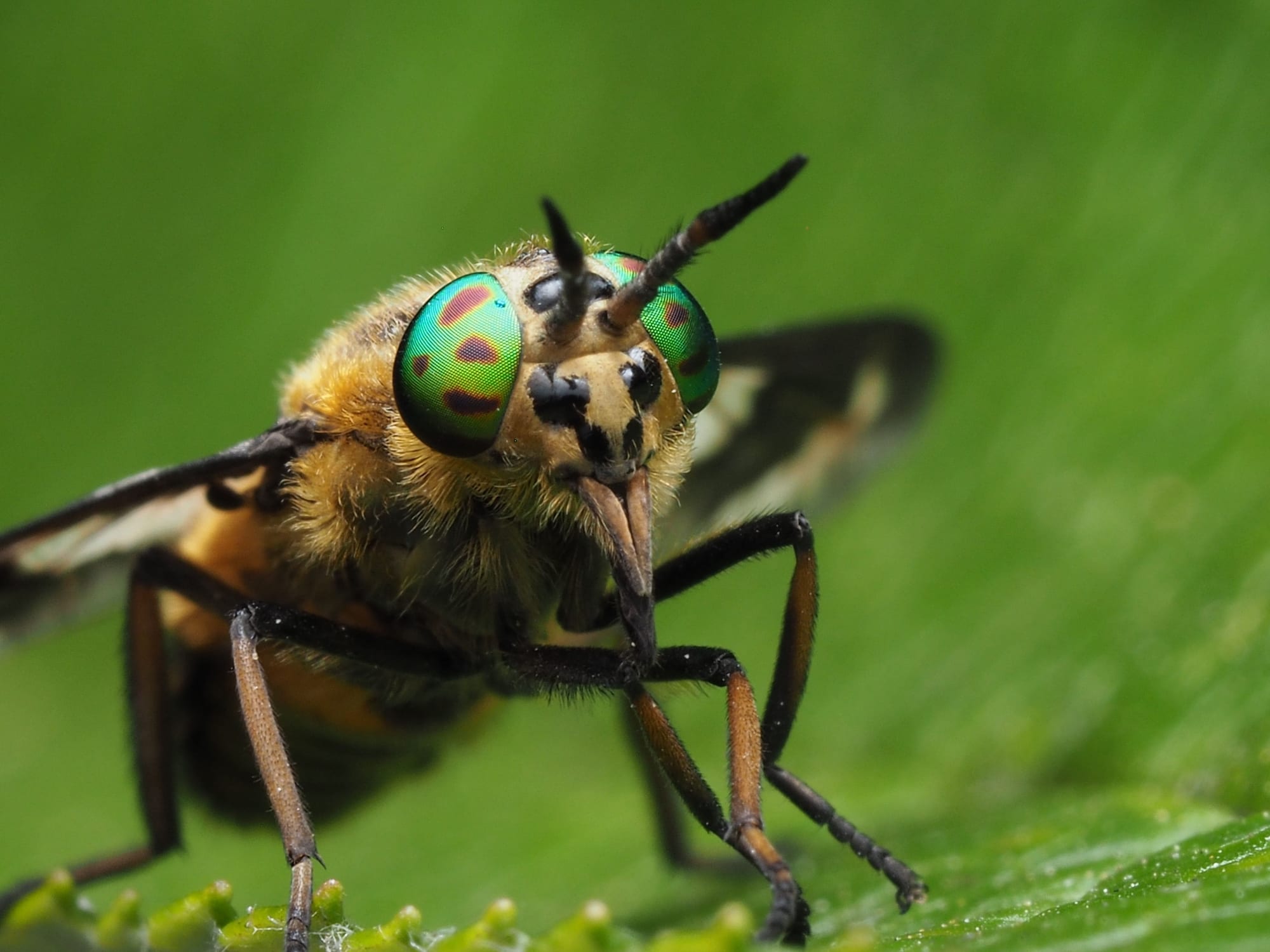 Taon aux yeux verts irisés, en gros plan sur une feuille