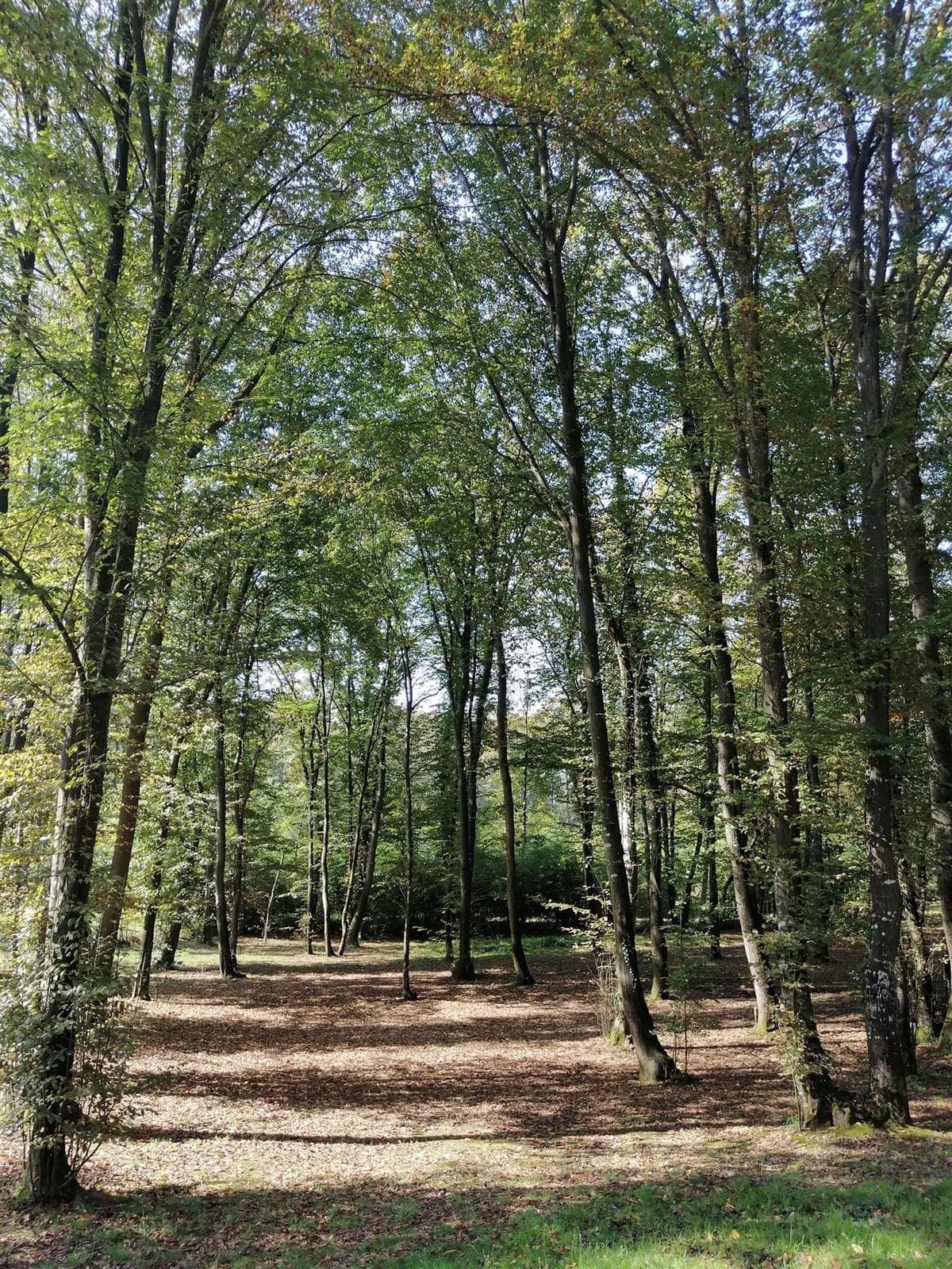 Clairière baignée de lumière dans une forêt de feuillus