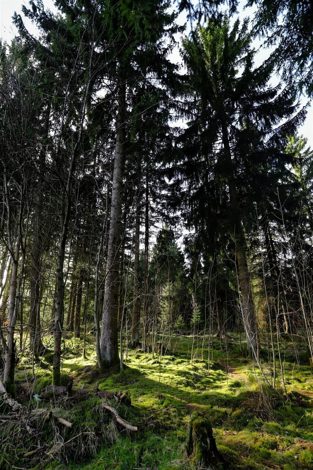 Forêt de sapins avec sous-bois moussu éclairé par le soleil