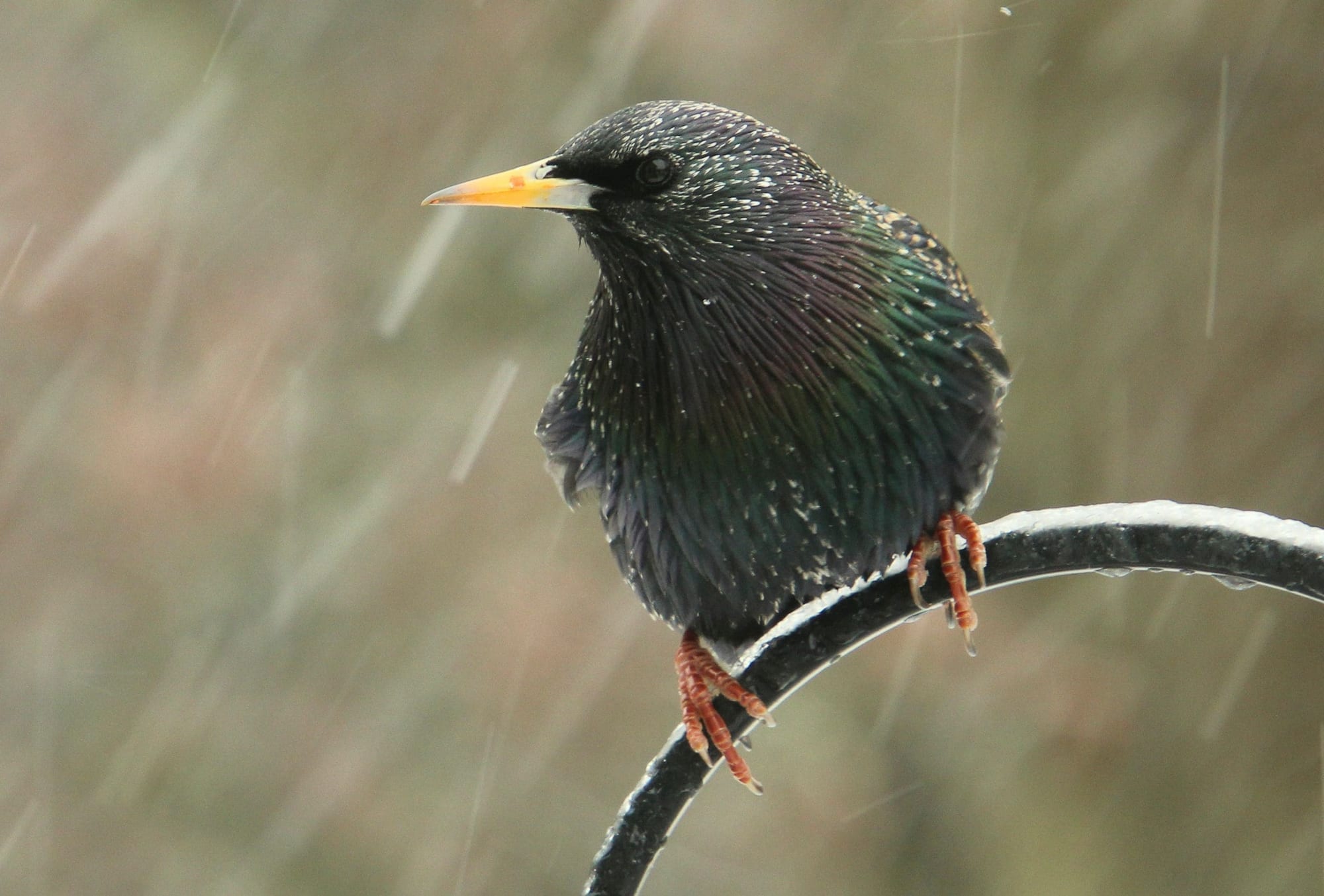 Étourneau sansonnet aux plumes irisées, posé sous la pluie