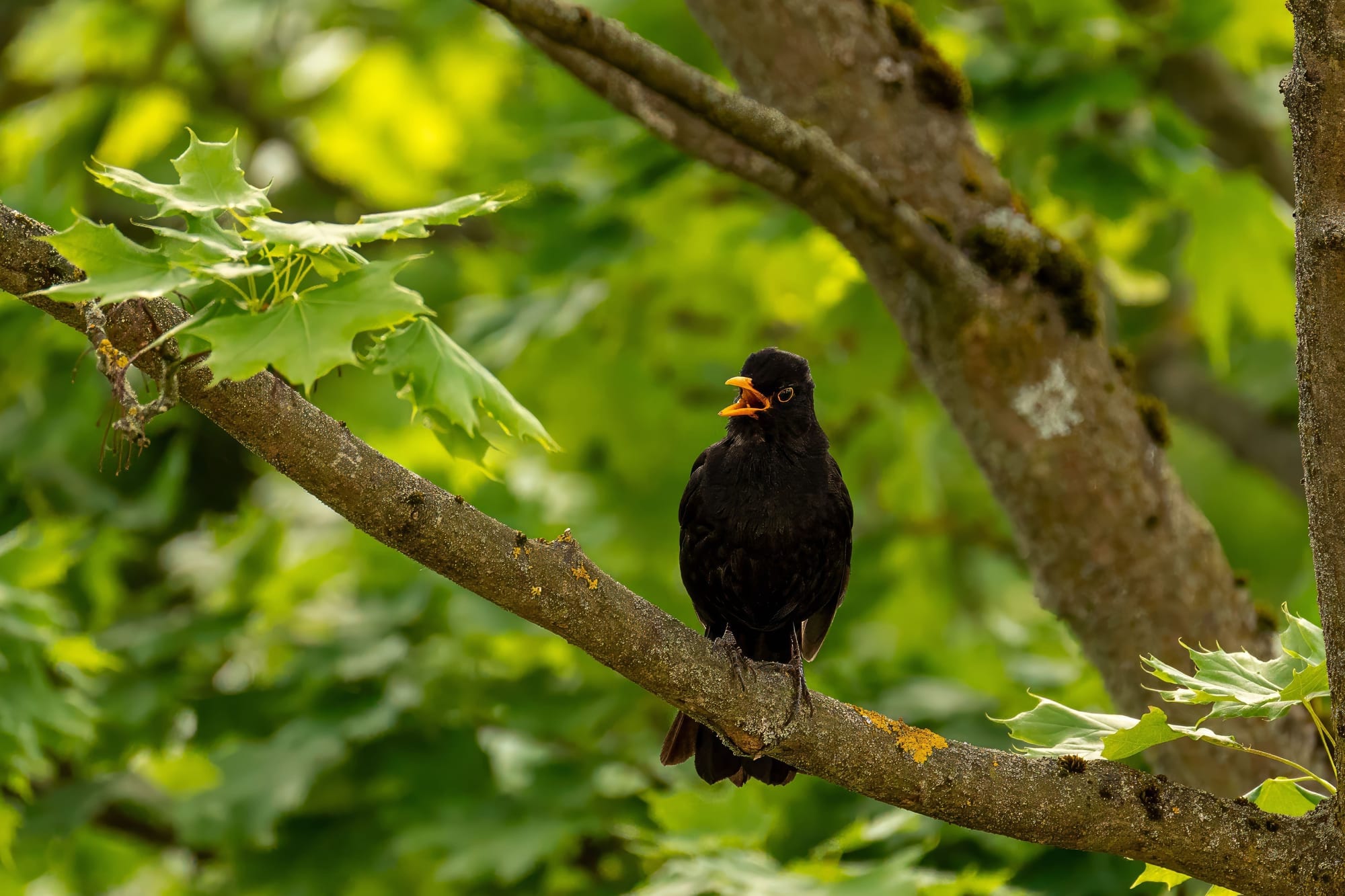 Merle noir chantant, bec ouvert, posé sur une branche