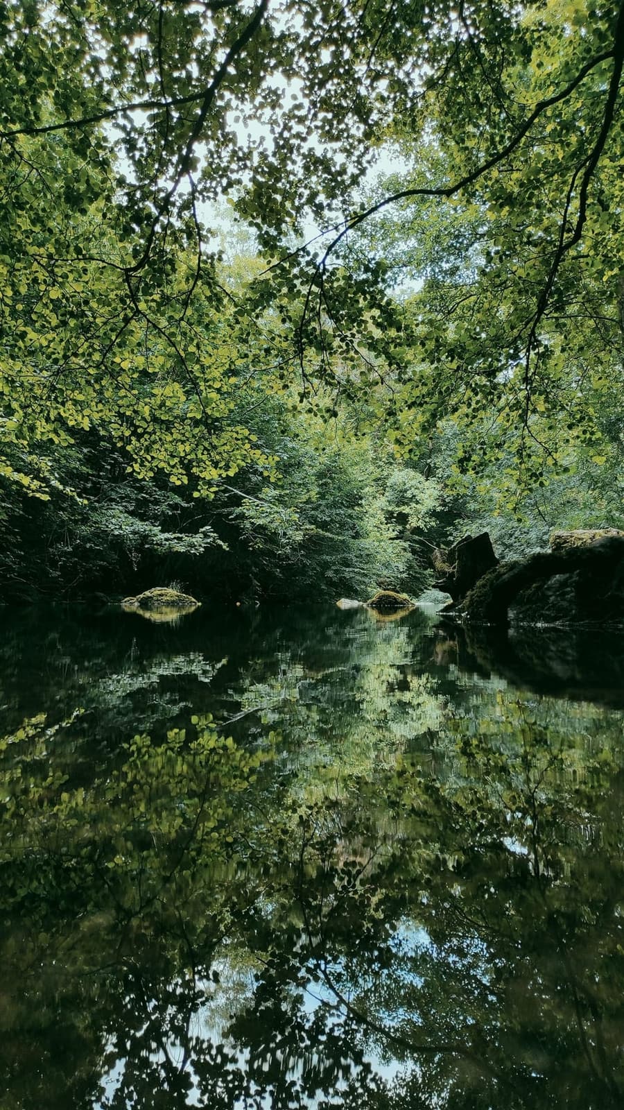 Reflet en miroir d'une forêt dans une rivière calme