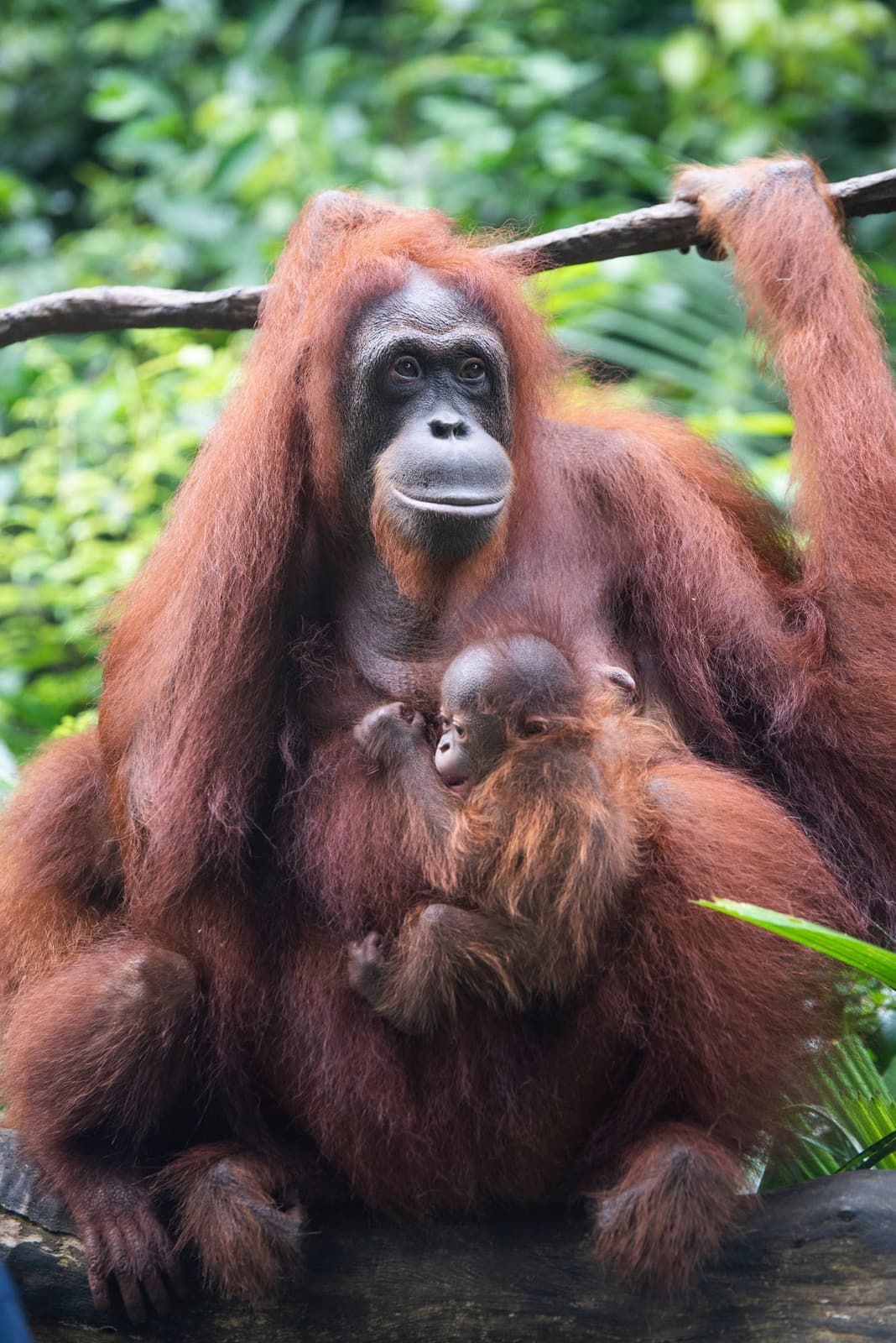 Orang-outan adulte tenant son petit contre lui, dans la végétation